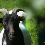 Paturages De La Kys *