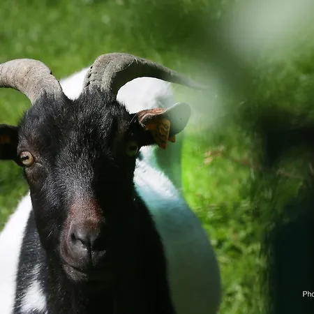 Paturages De La Kys *