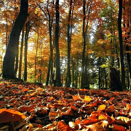 Paturages De La Kys *